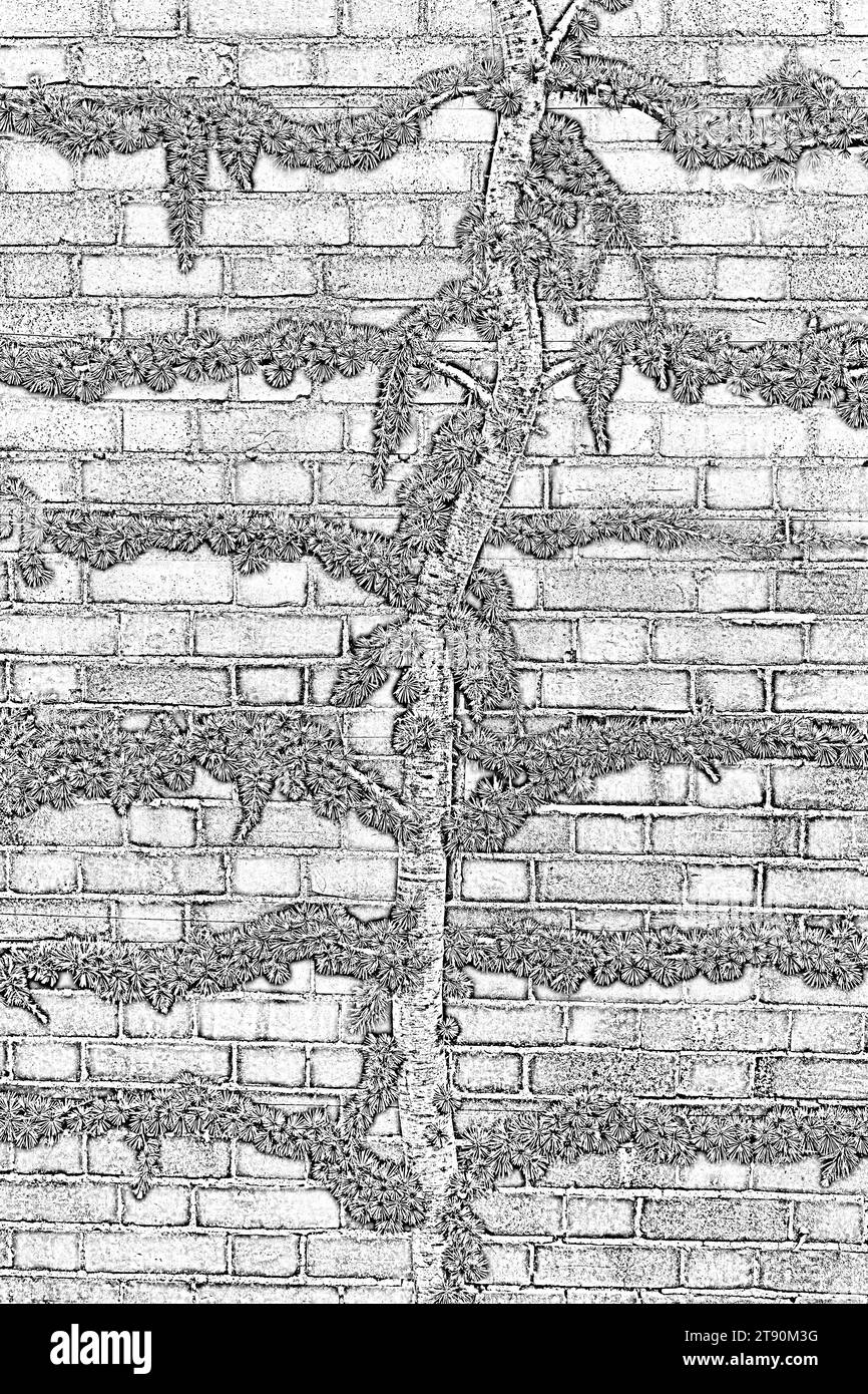 Gros plan illustration espalier formé cedrus atlantica glauca pendula vu contre un mur de briques. Banque D'Images