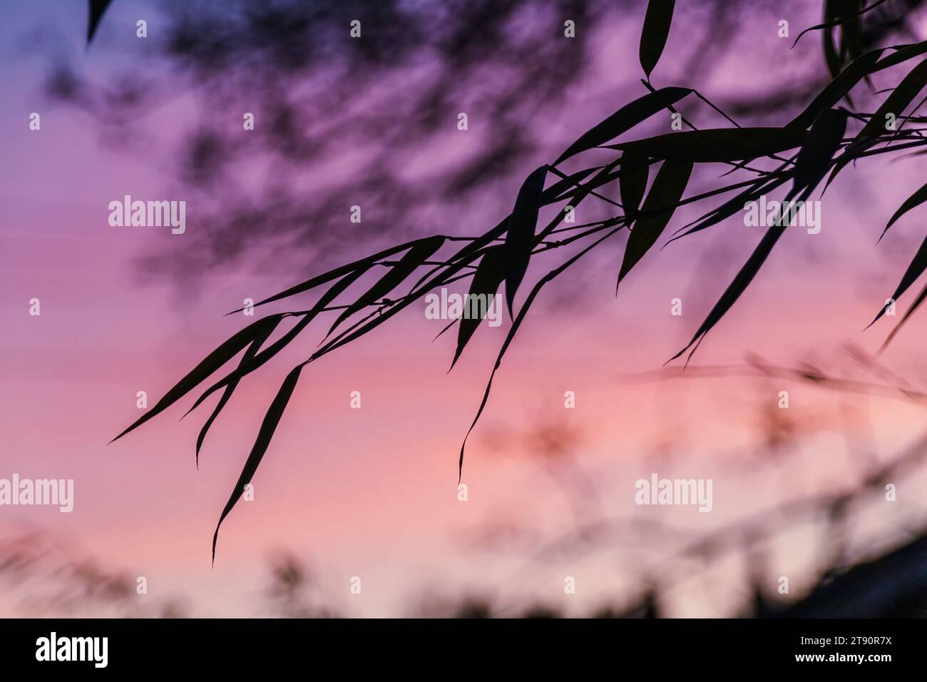 Feuilles de bambou en silhouette contre un ciel au coucher du soleil avec des tons violets, roses et oranges à Vancouver, Canada. Banque D'Images