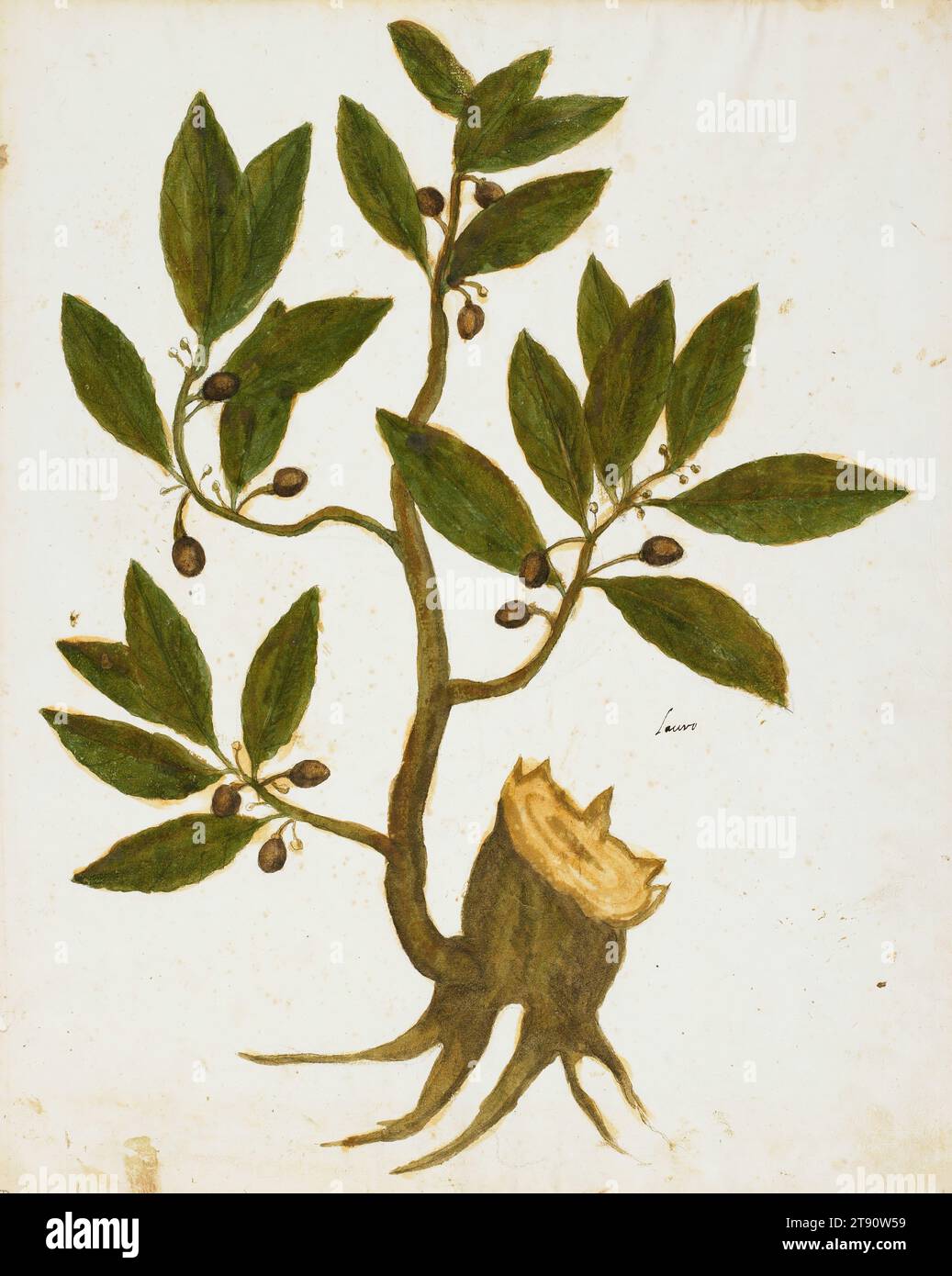 Laurier (Laurus nobilis), 16e siècle, inconnu, 17 1/2 x 13 po. (44,45 x 33,02 cm) (image)18 5/8 x 15 pouces (47,31 x 38,1 cm) (feuille), Aquarelle et tempera, Italie, 16e siècle Banque D'Images