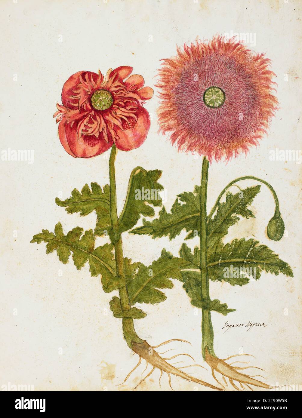 Coquelicots (Papaver spp.), 16e siècle, inconnu, 17 x 12 1/2 po. (43,18 x 31,75 cm) (image)18 3/4 x 15 pouces (47,63 x 38,1 cm) (feuille), Aquarelle et tempera, Italie, 16e siècle Banque D'Images