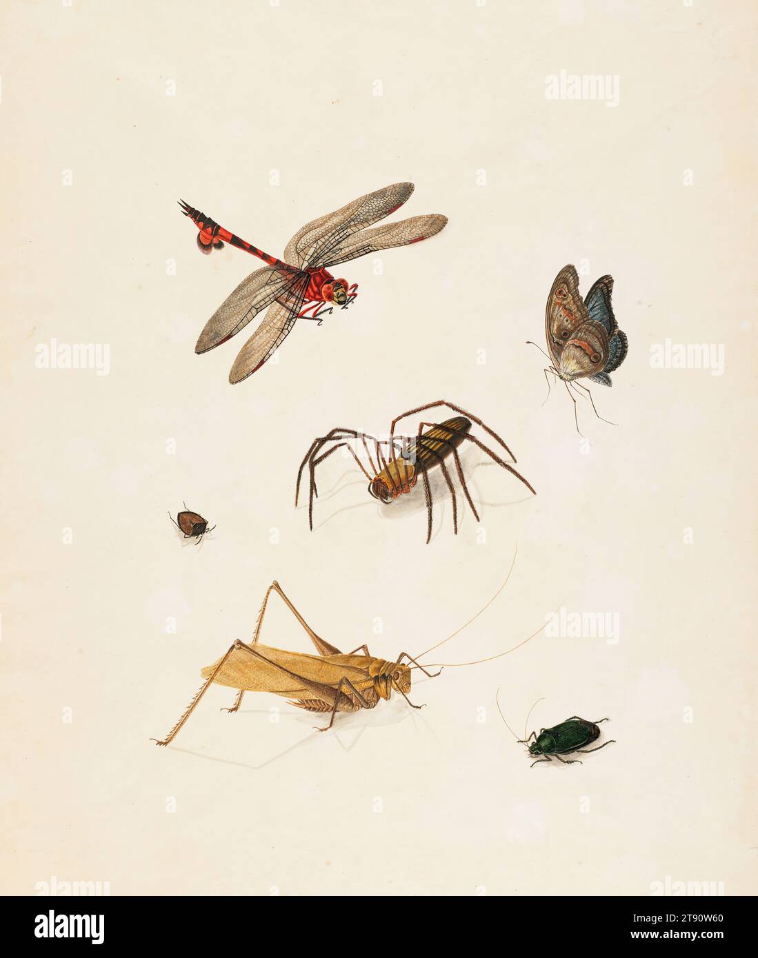 Insectes, c. 1805, Inconnu, 11 x 8 1/2 po. (27,94 x 21,59 cm) (image)18 3/4 x 14 5/8 pouces (47,63 x 37,15 cm) (feuille), encre, aquarelle (avec un peu de graphite?), Angleterre (?), 19e siècle Banque D'Images