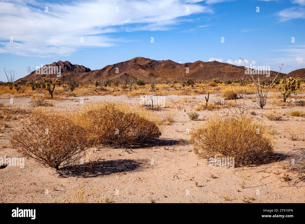 Vue sur le désert de Sonora au Mexique Banque D'Images