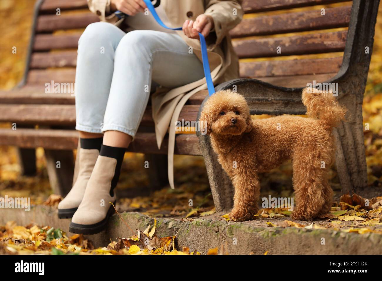 Femme avec chien mignon Maltipoo en laisse dans le parc d'automne, closeup Banque D'Images