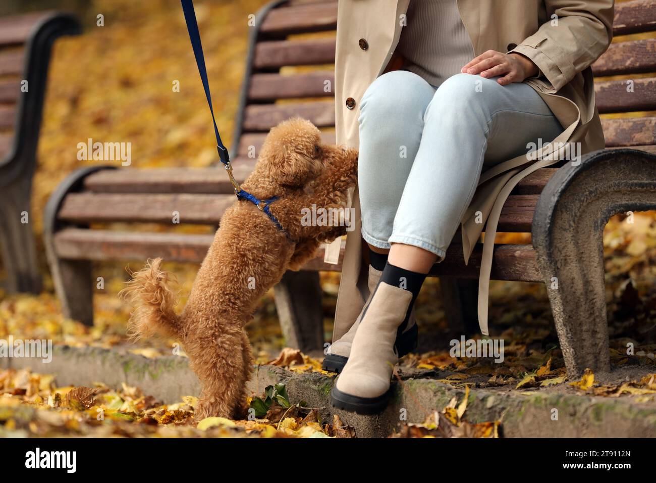 Femme avec chien mignon Maltipoo en laisse dans le parc d'automne, closeup Banque D'Images