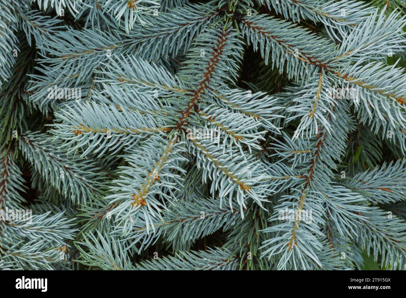 Picea pungens - feuilles d'épinette bleu du Colorado en été. Banque D'Images