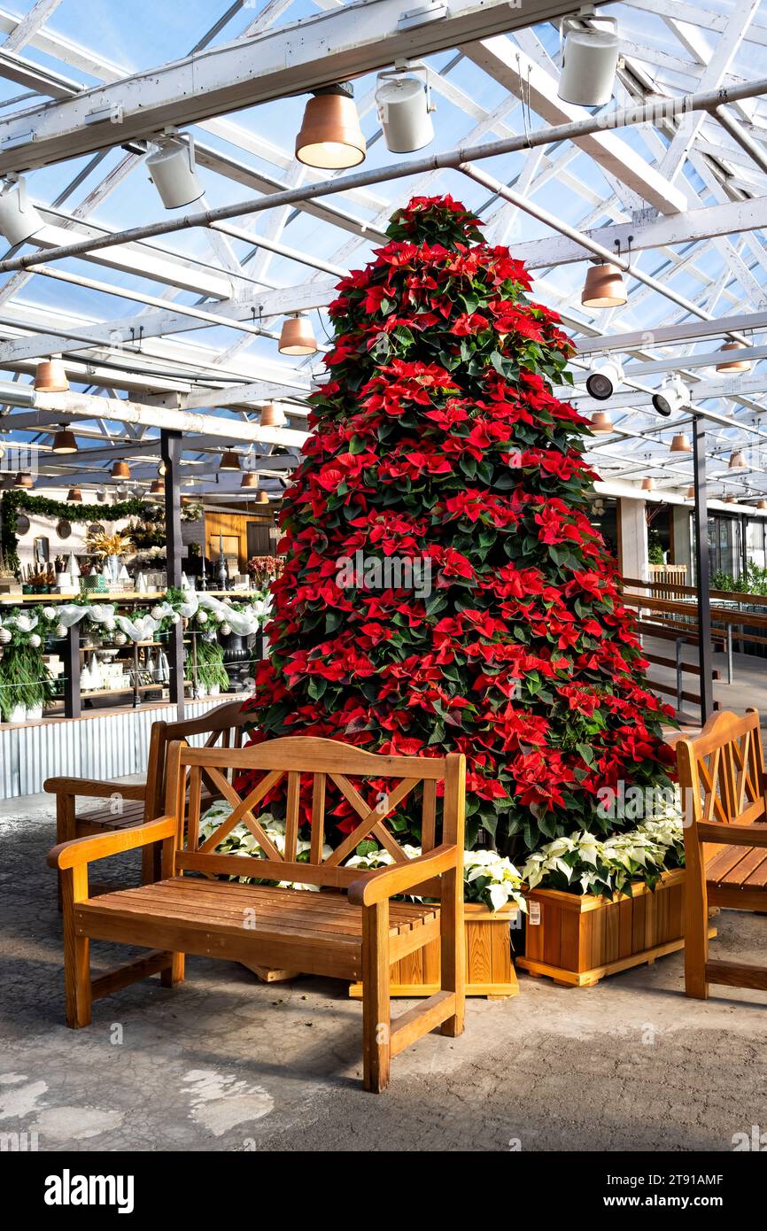 WOODENVILLE, WASHINGTON – 14 NOVEMBRE 2023 : Molbak's Garden and Home Store, station de selfie d'arbre poinsettia pour prendre des photos de Noël Banque D'Images