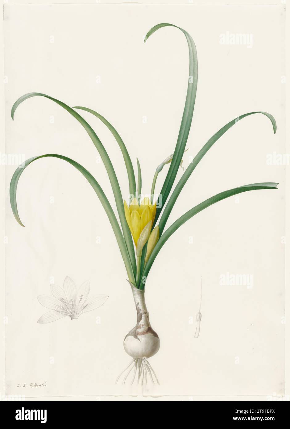 Amaryllis lutea, c. 1800-1806, Pierre-Joseph redouté, français, flamand (France active), 1759 à 1840, 18 1/2 x 13 1/4 po (46,99 x 33,66 cm)25 1/2 × 19 7/8 po (64,77 × 50,48 cm) (mat)26 3/8 × 20 7/8 × 1 1/2 po (66,99 × 53,02 × 3,81 cm) (cadre extérieur), Aquarelle et graphite sur vélin, Belgique, 18e-19e siècle, Pierre-Joseph redouté était le plus grand peintre floral de l'âge d'or de l'illustration botanique qui a duré de 1750 à 1850. Ce dessin de l'Amaryllis lutea vivace bulbeuse robuste illustre ses extraordinaires compétences observationnelles et artistiques. Banque D'Images