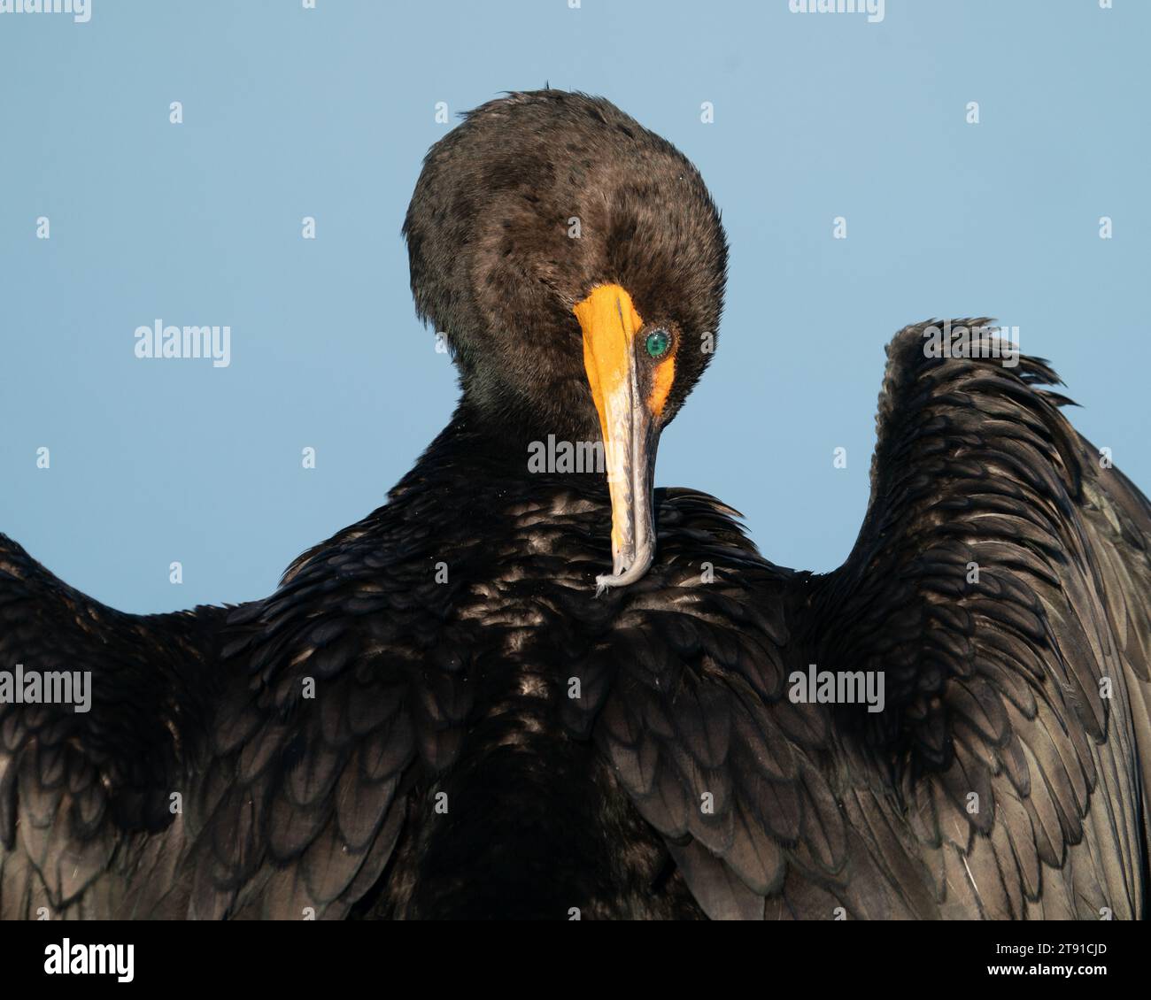 Un préening cormoran à double crête (Floride, États-Unis) Banque D'Images