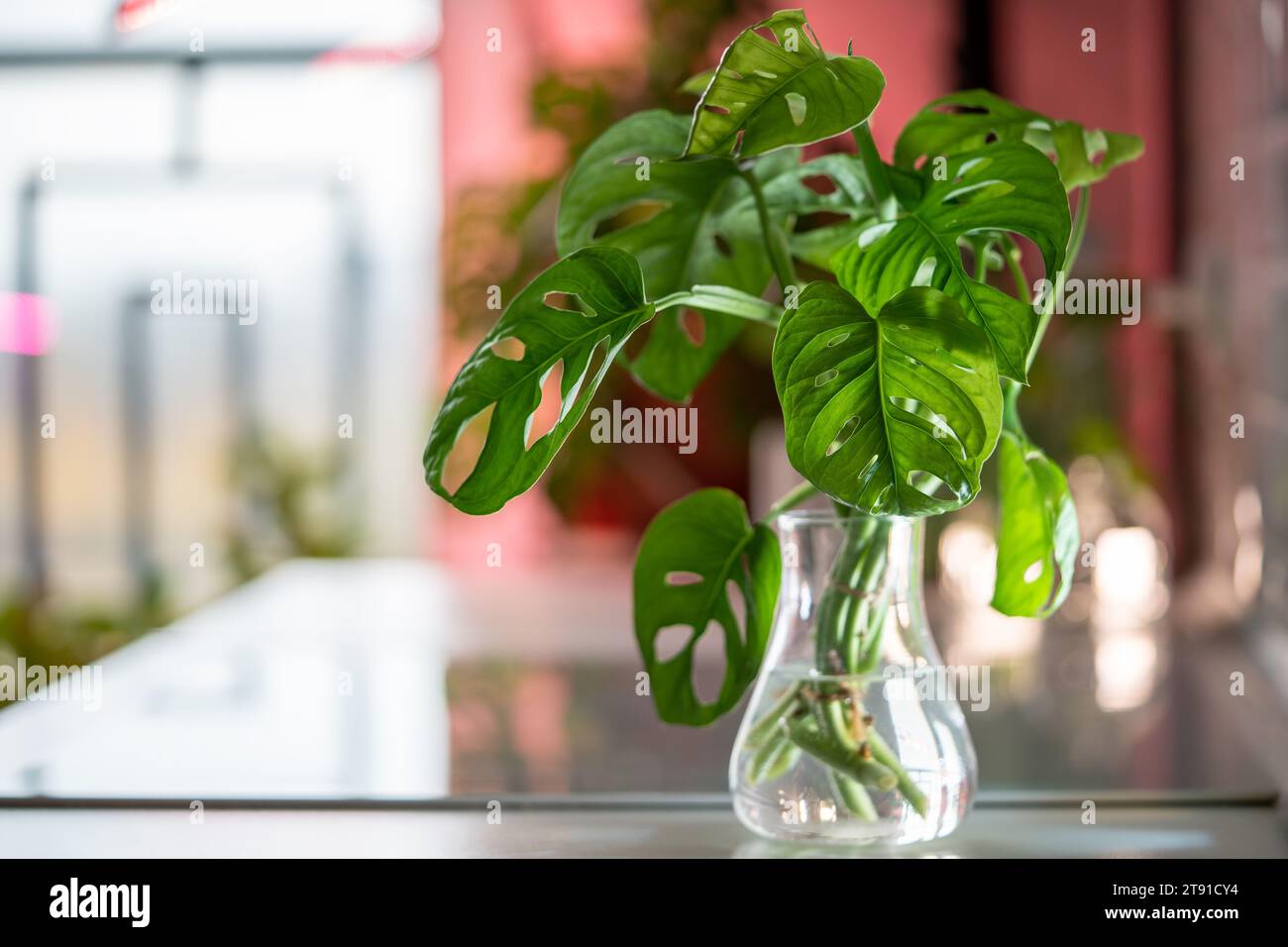 Germe plante Monstera masque de singe dans un vase en verre, boutures de tige dans l'eau éclairée par une lumière vive Banque D'Images