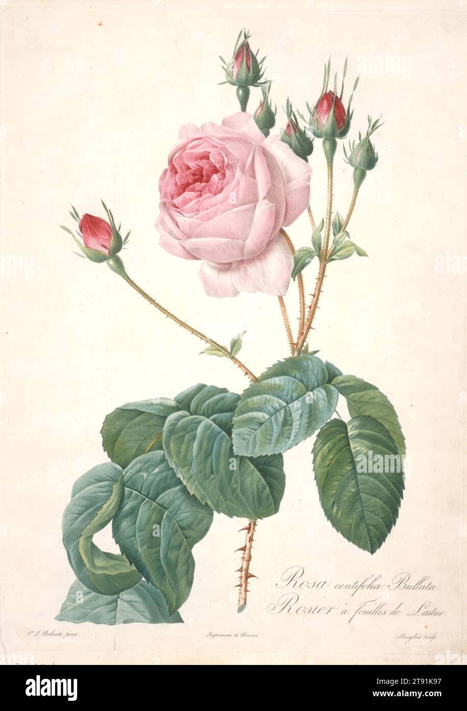 Rosier a feuilles de laitue, tiré des Roses, 1817-1824, François Langlois (dit Ciartres) ; artiste : d'après Pierre-Joseph redouté, français, flamand (France active), 1759-1840, 13 3/4 x 10 1/8 po. (34,93 x 25,72 cm) (plaque), gravure à pointillés, couleur imprimée, fini à la main, France, 19e siècle Banque D'Images