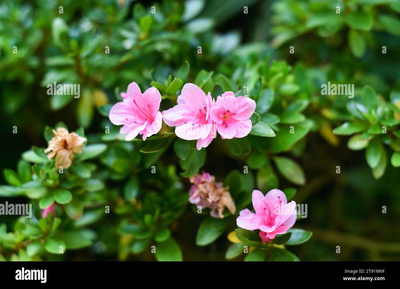 Azalea japonica Kirin ou Rhododendron Kirin Banque D'Images