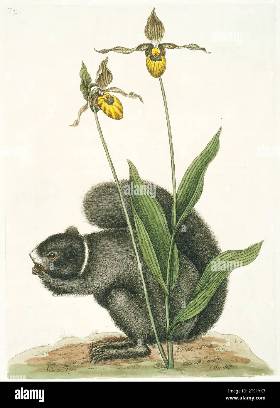 Black Squirrel, 1731-1743, Mark Catesby, Anglais, 1682/83 - 1749, 13 3/4 x 10 po (34,93 x 25,4 cm) (feuille), gravure colorée à la main, Angleterre, 18e siècle Banque D'Images