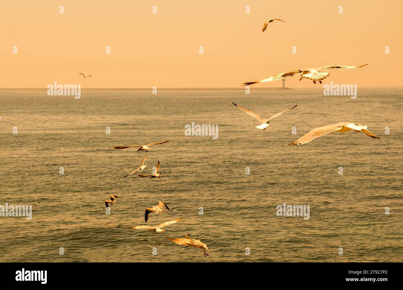 Un troupeau de mouettes qui patinent dans le ciel Banque D'Images