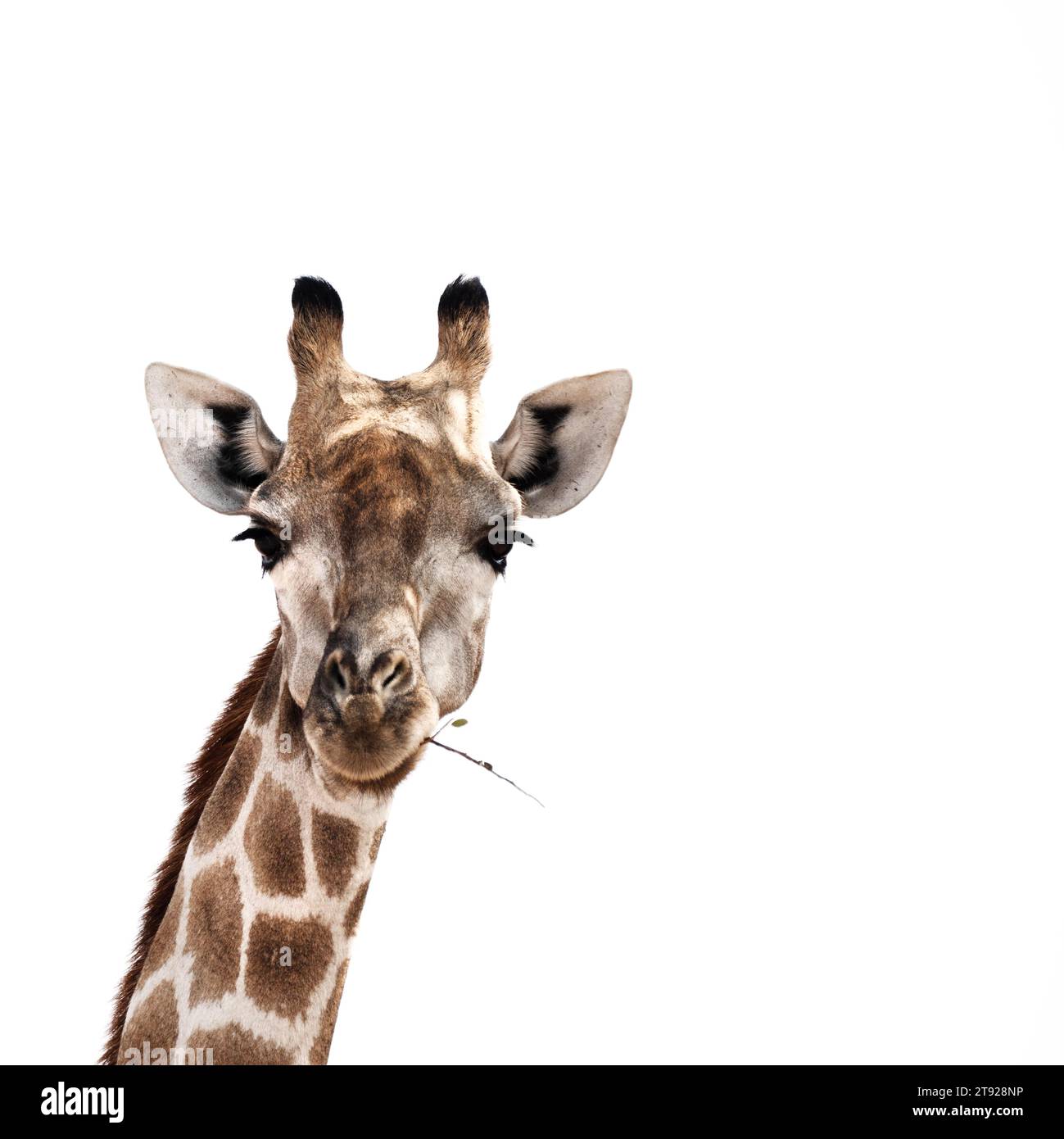 Girafe, Limpopo, Afrique du Sud Banque D'Images