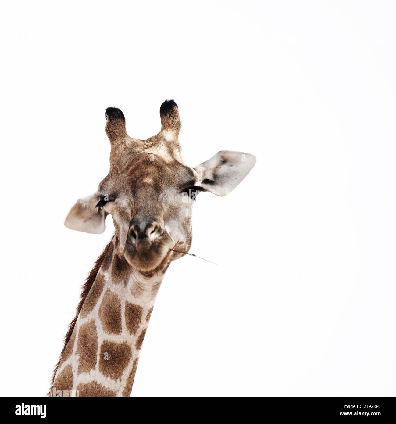 Girafe, Limpopo, Afrique du Sud, Afrique Banque D'Images