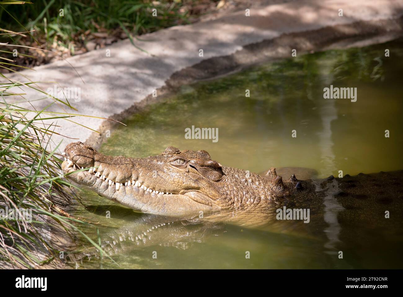 Les crocodiles d'eau douce sont gris ou brun olive avec des marbrures foncées déchiquetées. Un crocodile d'eau douce peut être distingué d'un crocodile estuarien par elle Banque D'Images