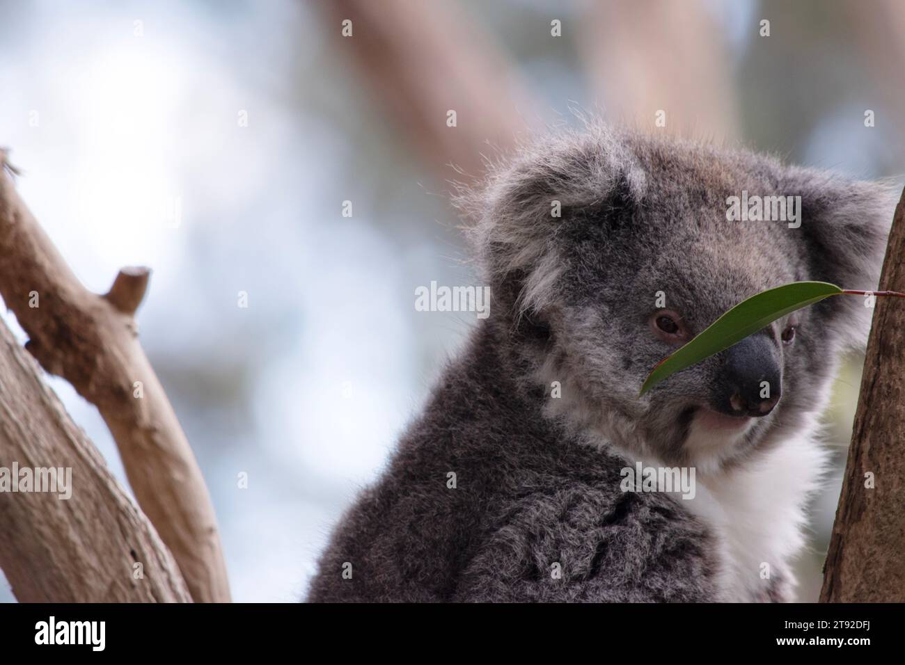 Le Koala a une grande tête ronde, de grandes oreilles de fourrure et un gros nez noir. Leur fourrure est habituellement de couleur gris-brun avec la fourrure blanche sur la poitrine, les bras intérieurs, Banque D'Images