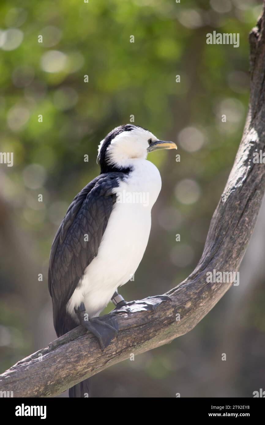 Le Cormorant à pied est un oiseau de taille moyenne avec des ailes noires et une queue noire. Il a un visage et une poitrine blancs. Banque D'Images