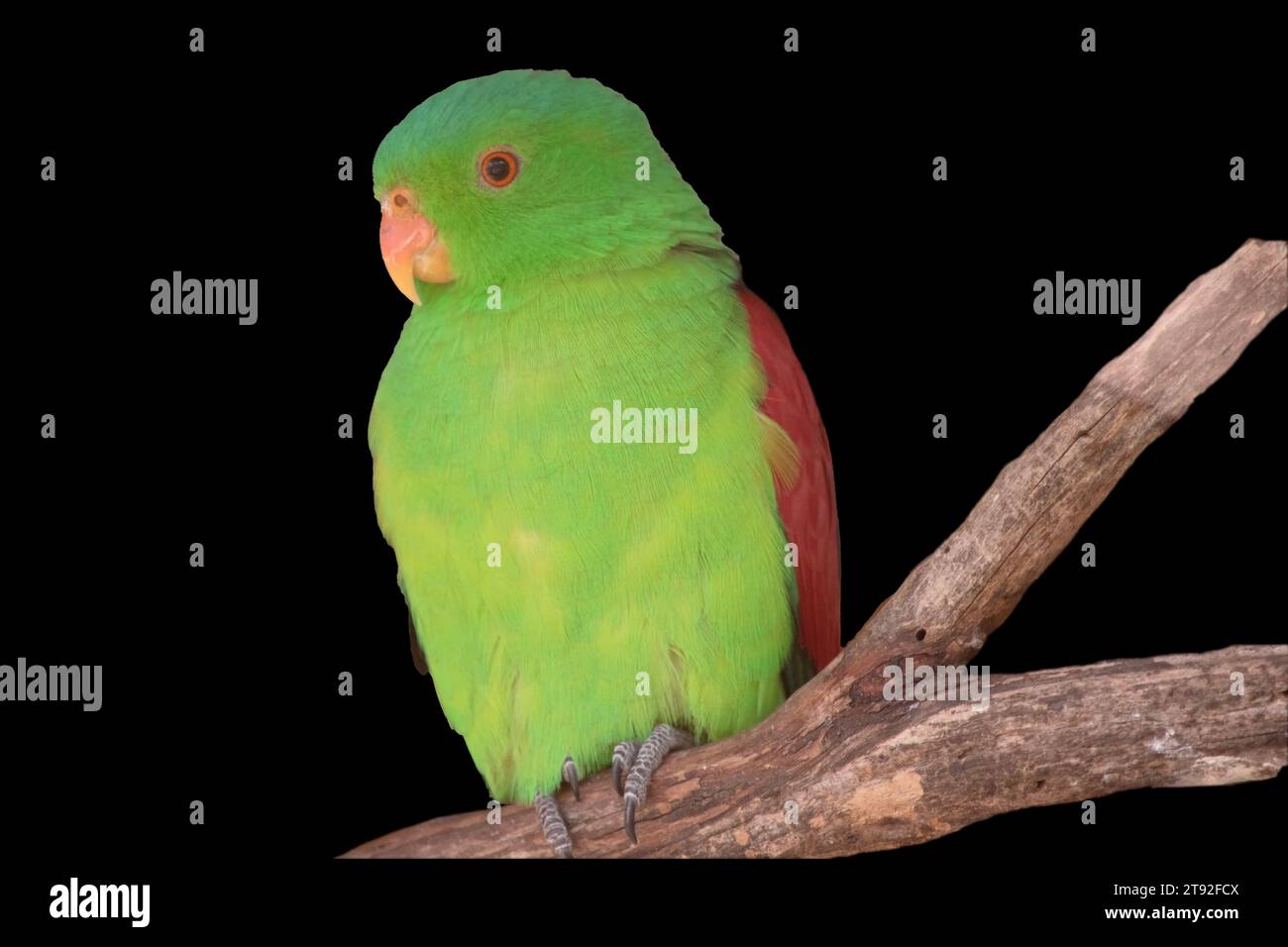 le perroquet ailé rouge est le seul perroquet principalement vert avec de grandes taches d'épaule rouges Banque D'Images