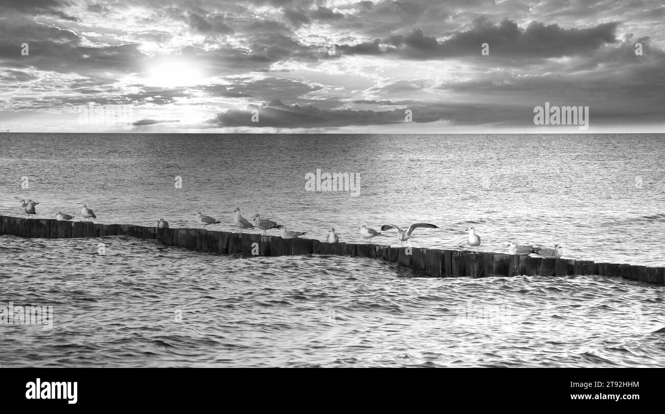 Mouettes sur un groyne dans la mer Baltique en noir et blanc. Vagues et ciel dramatique. Côte par la mer. Photo d'animal Banque D'Images