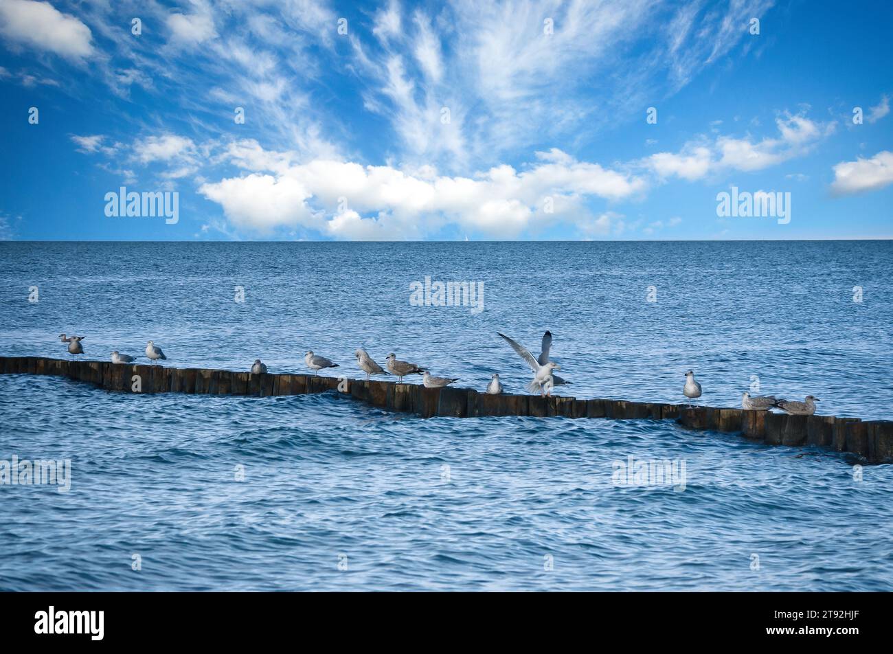 Mouettes sur un groyne dans la mer Baltique. Vagues et ciel bleu. Côte par la mer. Photo d'animal Banque D'Images