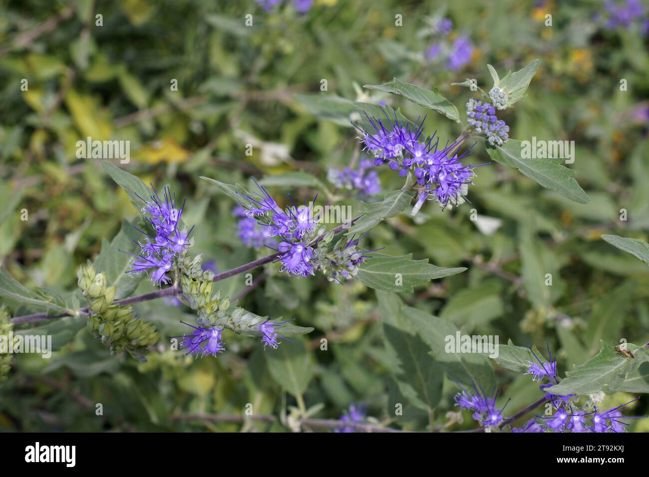 Plante en fleur de Bleu céleste ou barbe bleue, branche avec fleurs et feuilles, Caryopteris × clandonensis, Lamiaceae Banque D'Images