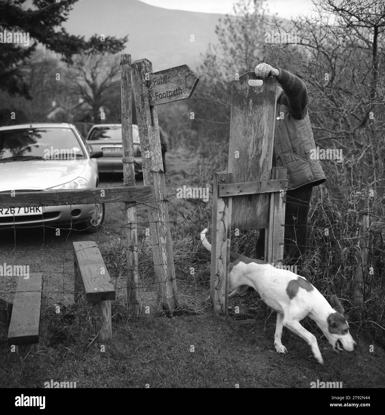 Fox Hunting UK, le Lake District les Blencathra Foxhounds. Un chien retrouve son chemin vers la meute. Il passe par une porte pour chien. Près de Braithwaite, Cumbria. 2002, années 2000 Angleterre HOMER SYKES Banque D'Images