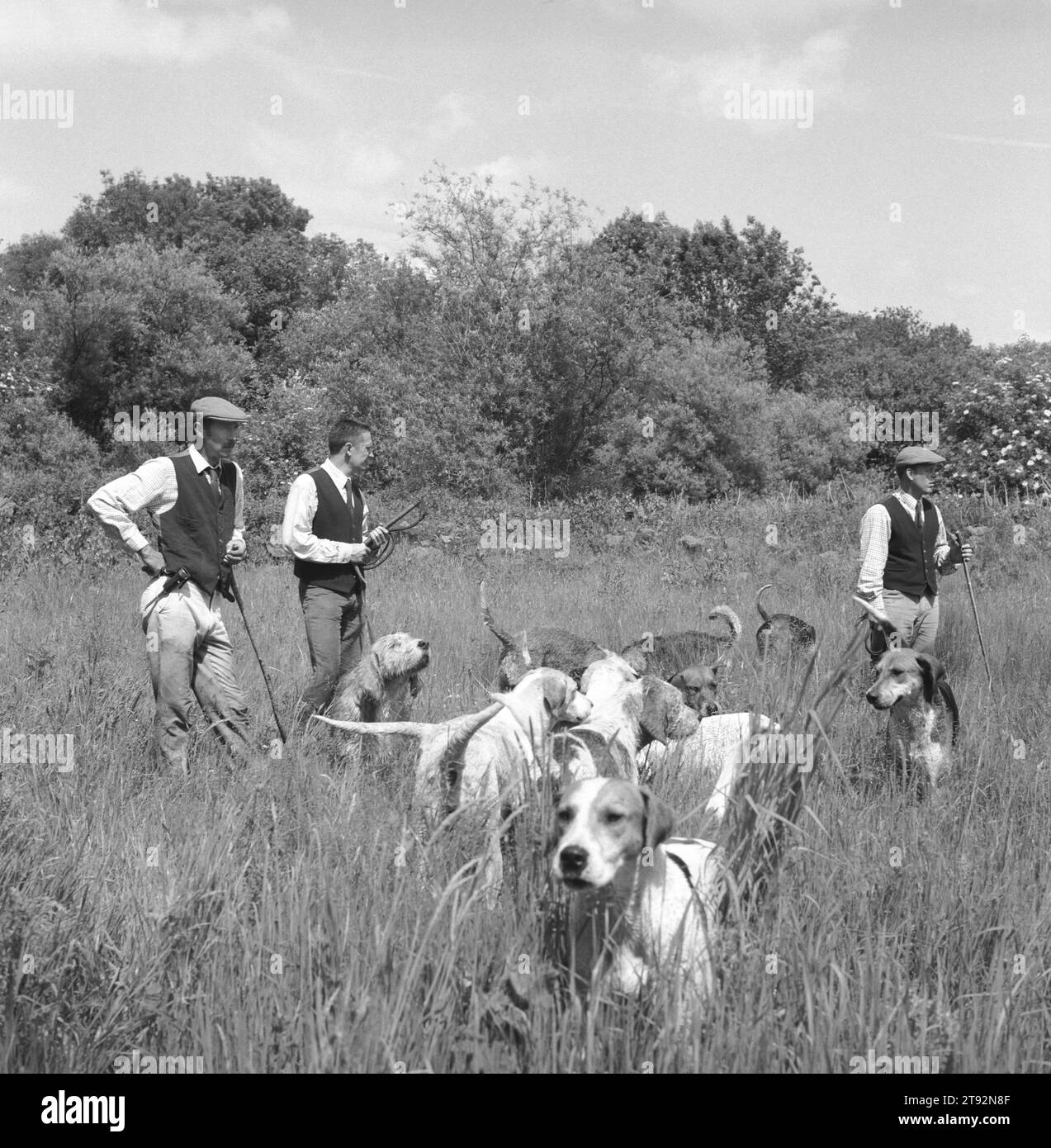 Mink Hunting Royaume-Uni. Les Minkhounds de la vallée, Aidan Slatter, huntsman avec ses deux fouets, Michael Riching et Simon Haines et certains de leurs chiens. Près d'Aldermaston, Berkshire. 2002, années 2000 Angleterre HOMER SYKES Banque D'Images