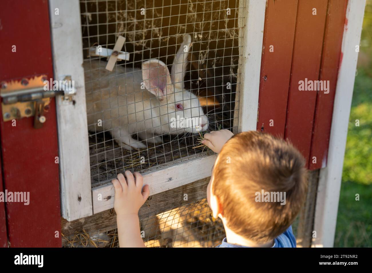 Un garçon en bas âge joue avec un lapin blanc dans un zoo pour enfants par une journée d'été ensoleillée. Amitié avec l'animal. Concentrez-vous sur le lapin Banque D'Images