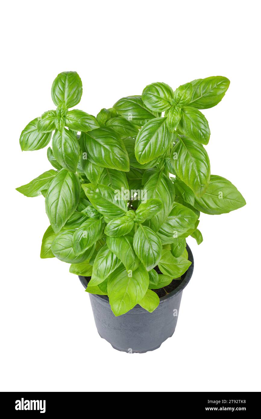 Basilic vert frais bio dans un pot noir isolé sur fond blanc. Culture de plantes d'intérieur, alimentation saine, herbe aromatique, ingrédient alimentaire, épice pour c Banque D'Images