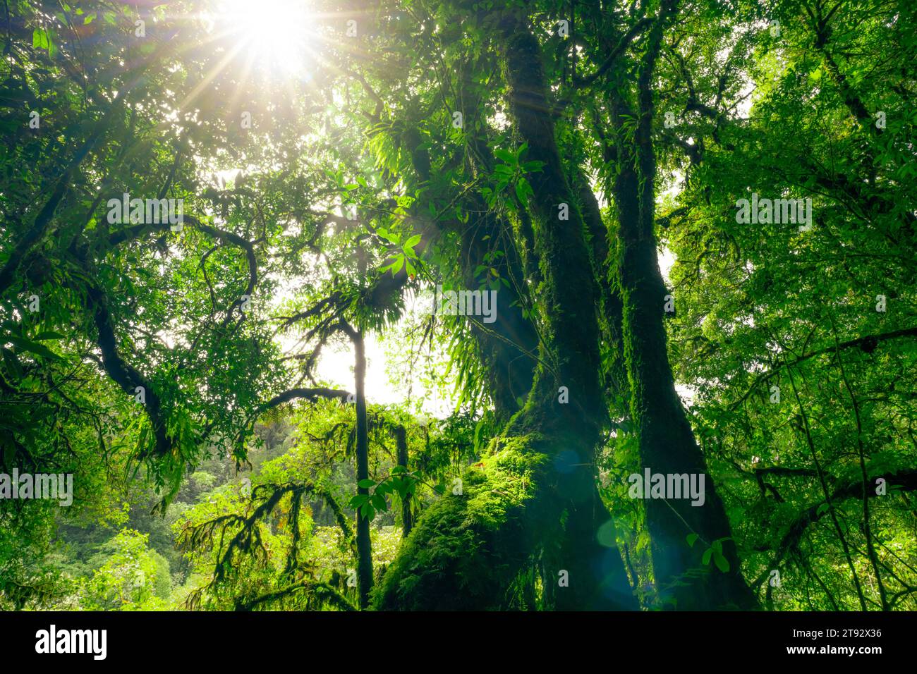 Forêt verte d'arbres avec la lumière du soleil à travers les feuilles vertes. Capture du carbone naturel et concept de crédit carbone. Gestion durable des forêts. Les arbres absorbent Banque D'Images