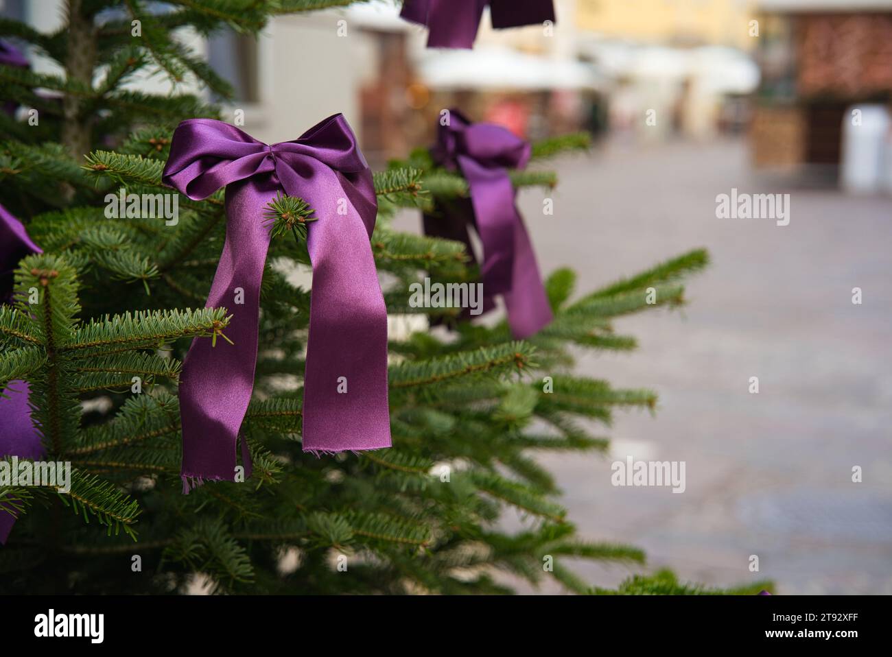 Plongez dans l'allure d'un ruban de tissu violet ornant gracieusement la branche d'un pin. Le soft focus sur le fond urbain, dépourvu o Banque D'Images