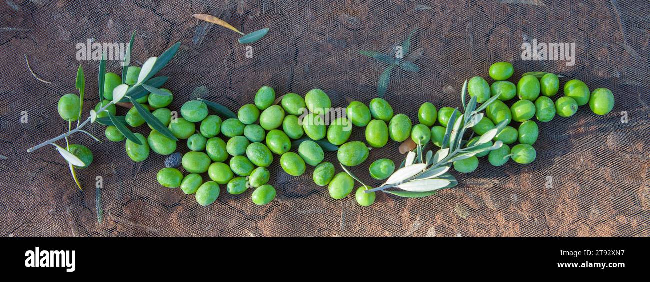 Olives vertes sur le filet de collecte. Scène de saison de récolte des olives de table Banque D'Images