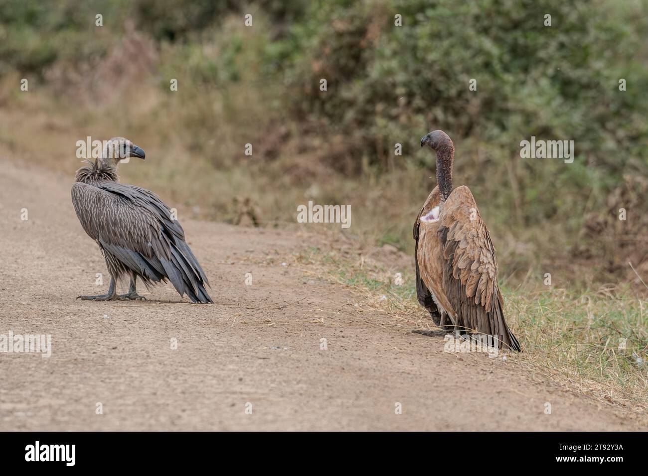 Oiseau vautour dans Masai Mara Kenya Afrique Banque D'Images