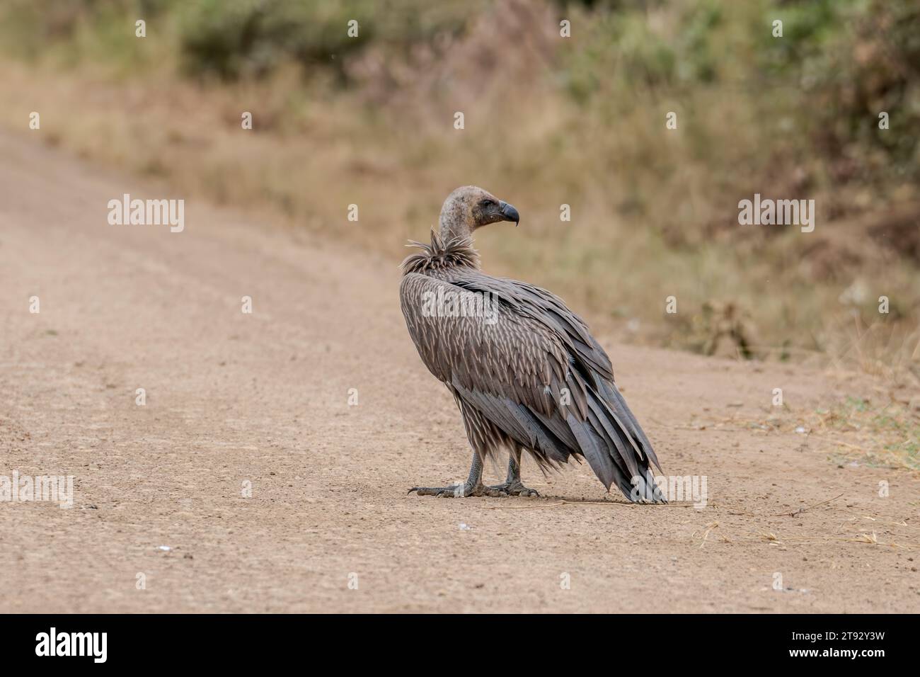 Oiseau vautour dans Masai Mara Kenya Afrique Banque D'Images