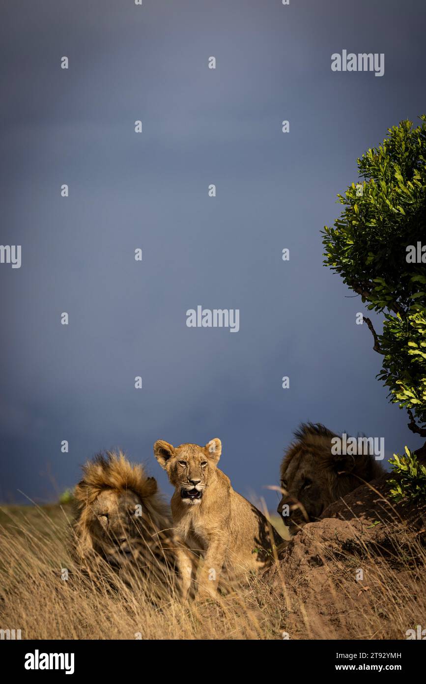 Lion africain au Masai Mara Banque D'Images