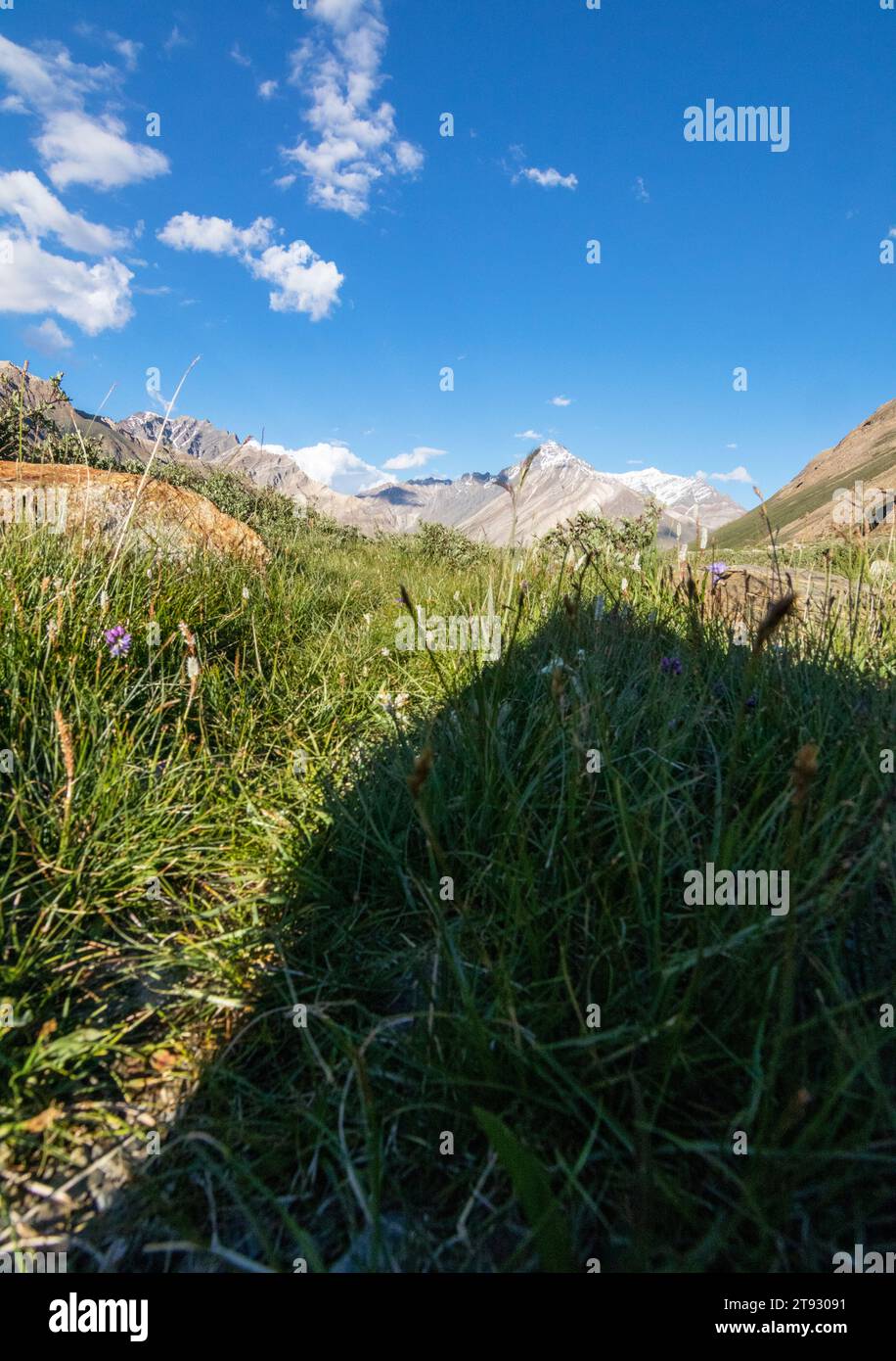 Photo de paysage d'un sommet enneigé avec beaucoup d'herbe verte et de fleurs bleues au premier plan. Banque D'Images