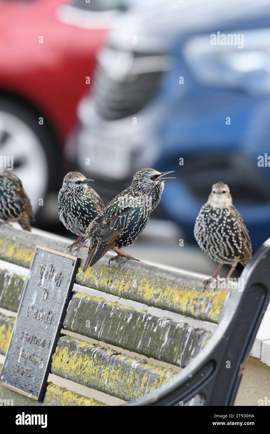 Sturnus vulgaris, étoilé européen, plusieurs perchés sur un banc public chantant et se reposant près du parking, Cleveland, Angleterre, Royaume-Uni, août. Banque D'Images