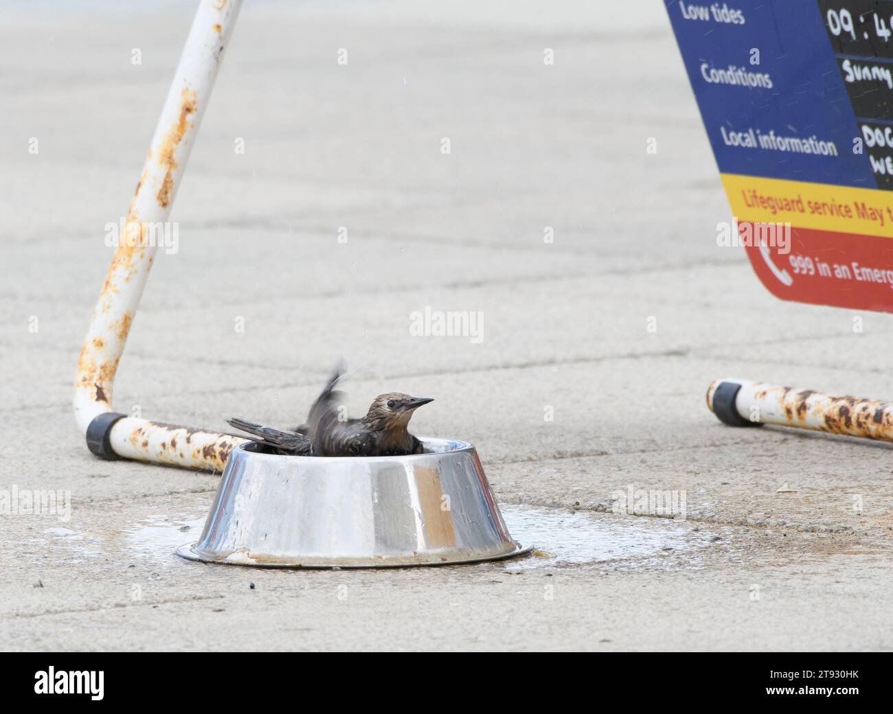 European Starling Sturnus vulgaris, baignade juvénile dans un bol d'eau de chien par jour chaud, sur la promenade côtière, Cleveland, Angleterre, Royaume-Uni, août. Banque D'Images