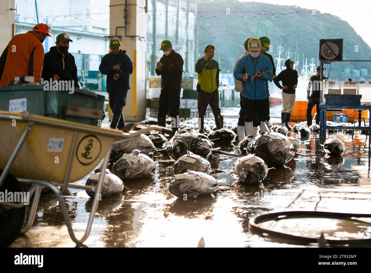 Nachikatsuura, Japon ; 1 octobre 2023 : pêcheurs et acheteurs à la criée de thon au port de pêche de Katsuura tôt le matin. Banque D'Images