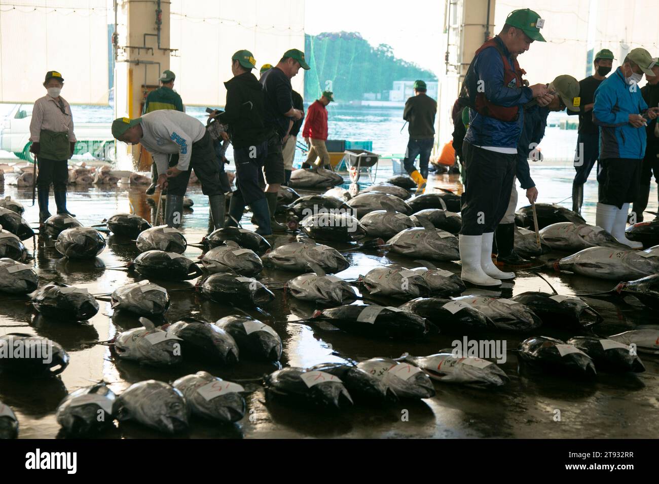Nachikatsuura, Japon ; 1 octobre 2023 : pêcheurs et acheteurs à la criée de thon au port de pêche de Katsuura tôt le matin. Banque D'Images