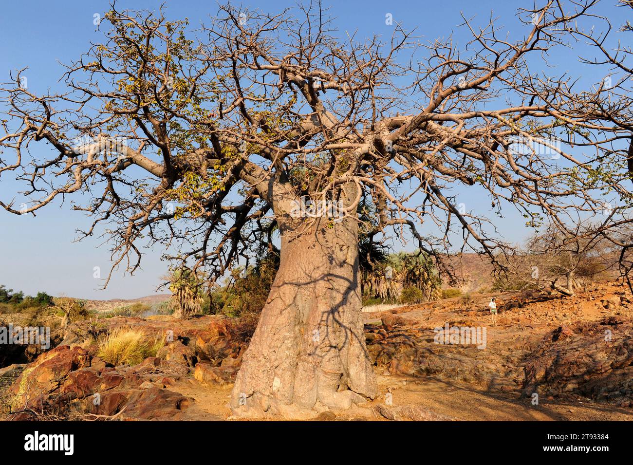 Baobab (Adansonia digitata). Cette photo a été prise au nord de la Namibie sur les rives de la rivière Kunene, sur les chutes d'Epupa. Banque D'Images