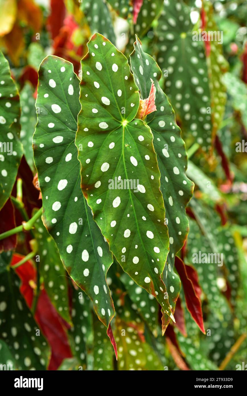 Begonia (Begonia coccinea) est une plante ornementale avec de belles feuilles. Banque D'Images