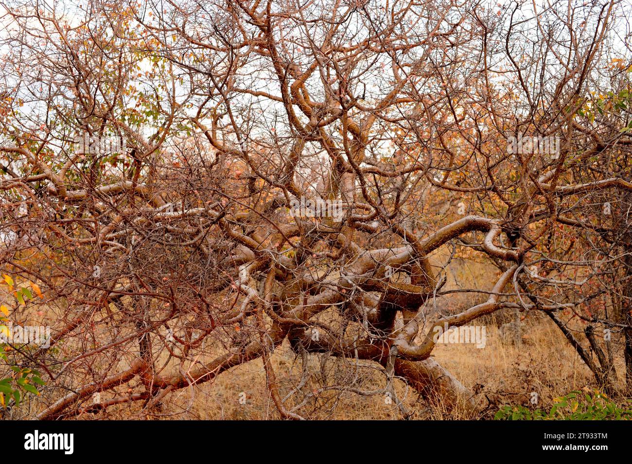 La myrrhe namibienne (Commiphora wildii) est un petit arbre à feuilles caduques qui produit une résine (omumbiri) aux usages aromatiques, culinaires et médicinaux. Cette photo Banque D'Images