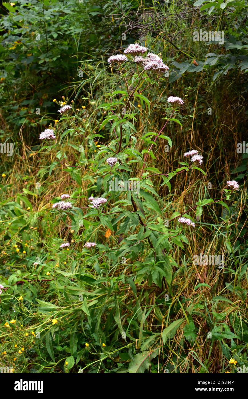 Le chanvre-agrimony (Eupatorium cannabinum) est une plante vivace originaire d'Europe. Cette photo a été prise à Val Aran, Lleida, Catalogne, Espagne. Banque D'Images