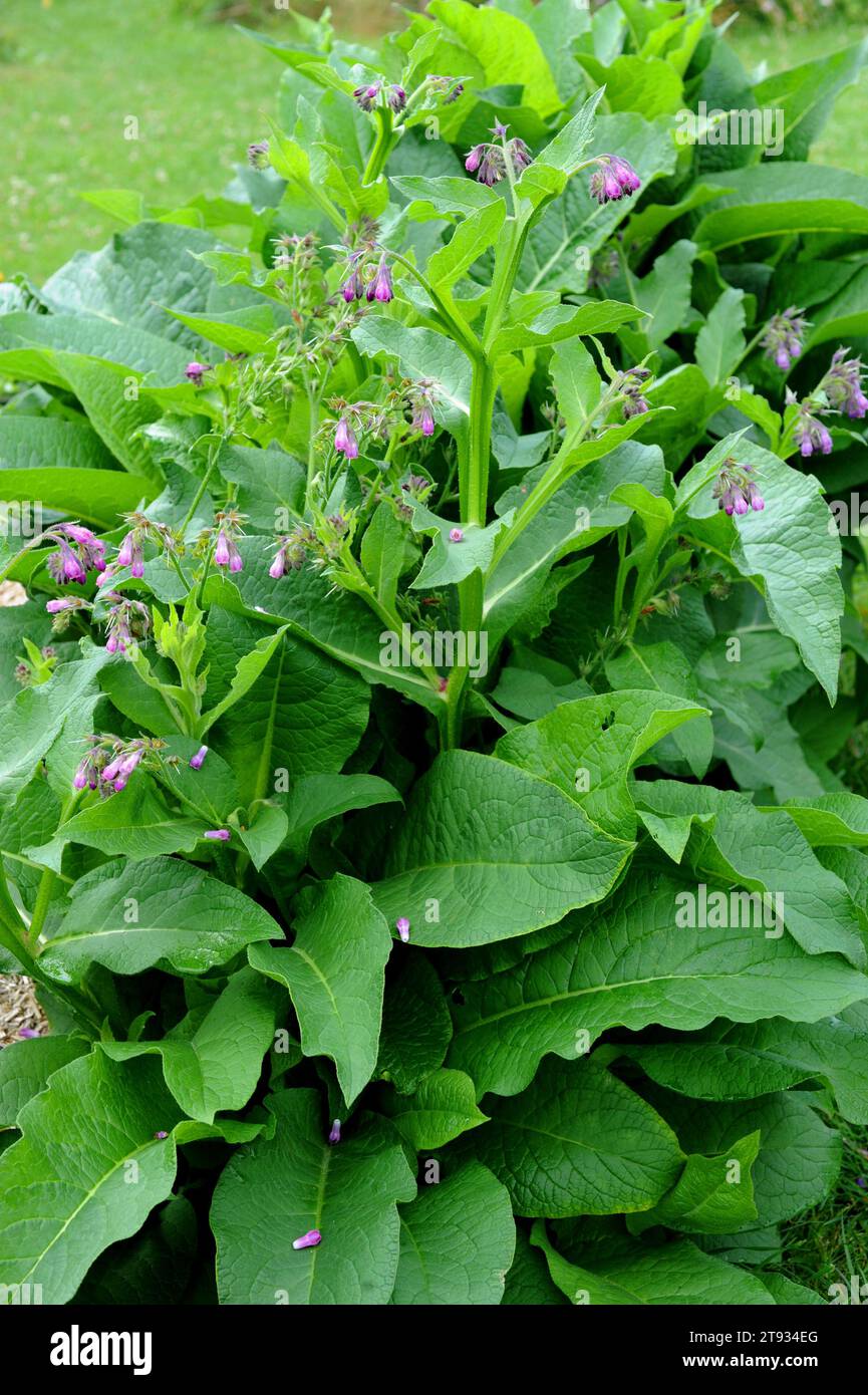 La consoude commune, consound ou racine glissante (Symphytum officinale) est une plante médicinale vivace originaire d'Europe. Banque D'Images