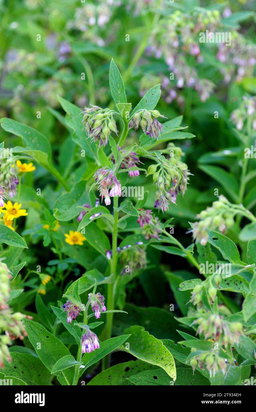 La consoude commune, consound ou racine glissante (Symphytum officinale) est une plante médicinale vivace originaire d'Europe. Banque D'Images