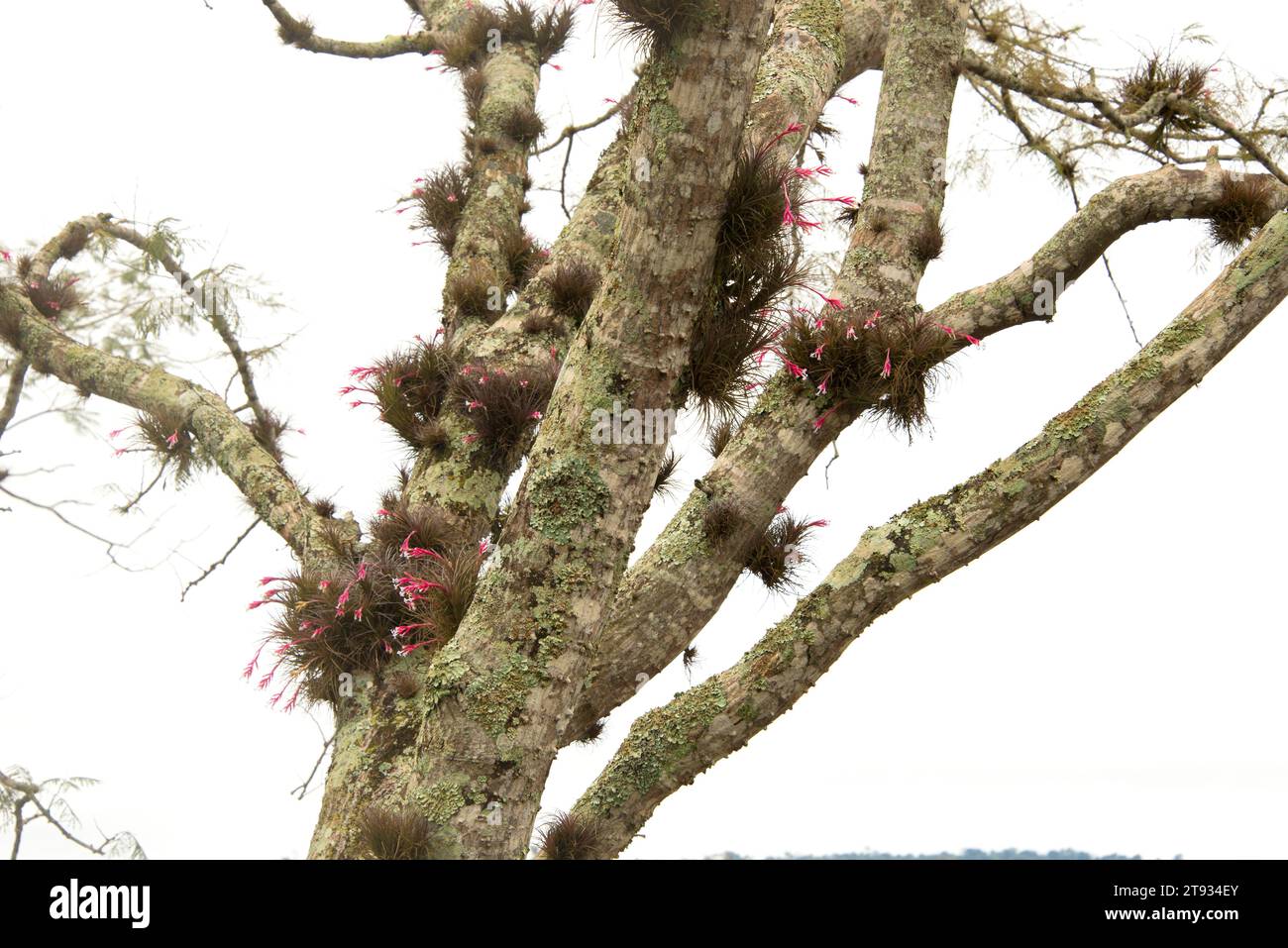 l'airplant à feuilles étroites (Tillandsia tenuifolia) est une plante épiphyte originaire d'Amérique du Sud et des Caraïbes. Cette photo a été prise à Iguazu Falls Na Banque D'Images