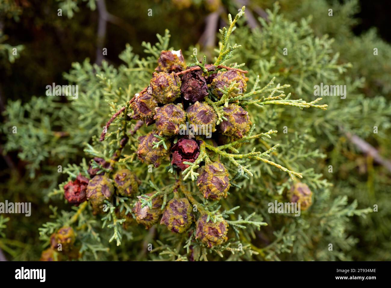 Le cyprès d'Arizona (Cupressus arizonica) est un arbre à feuilles persistantes originaire du nord-ouest du Mexique et du sud-ouest des États-Unis. Détails des cônes et des feuilles à échelle. Banque D'Images