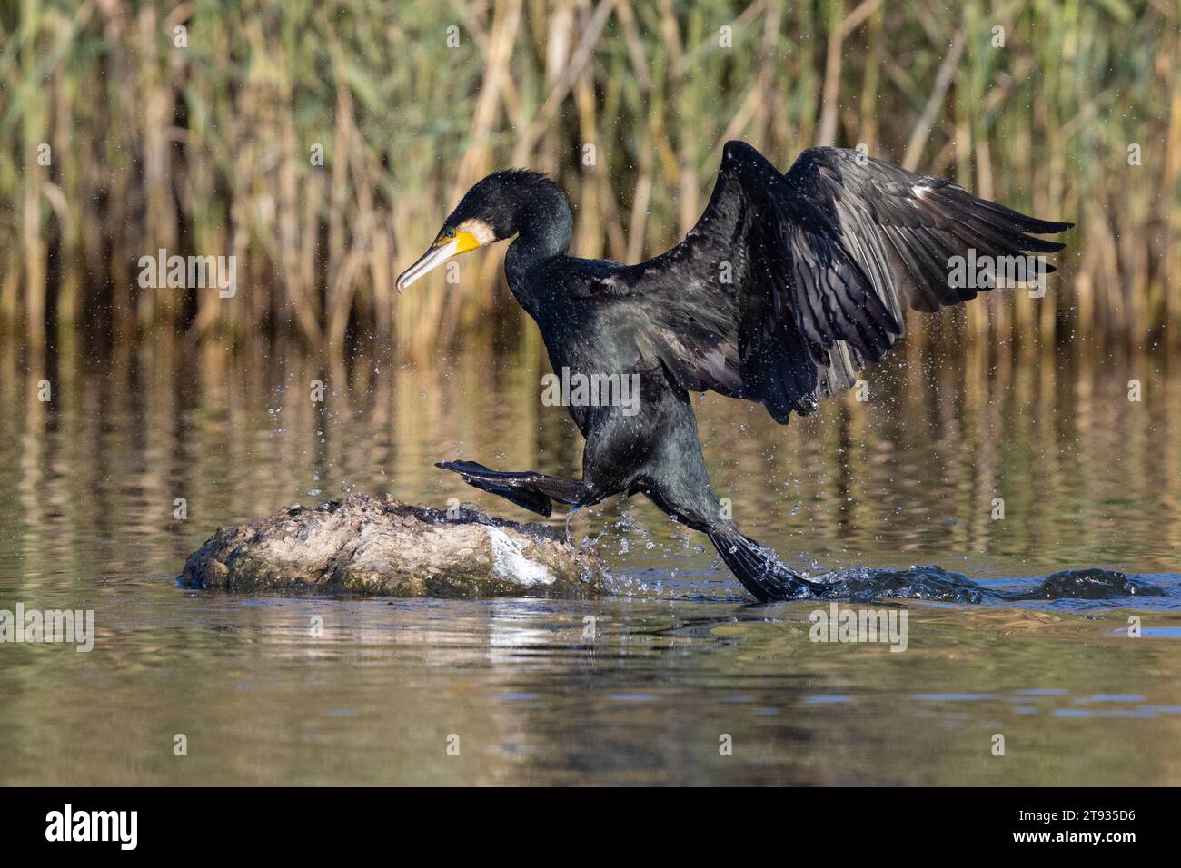 Grand cormoran continental (Phalacrocorax carbo sinensis), adulte sautant sur un rocher, Campanie, Italie Banque D'Images